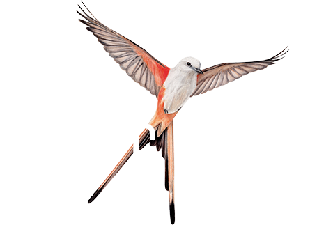 Logo — Wingspan