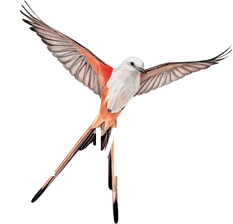 Logo — Wingspan