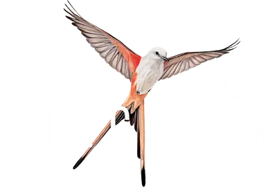 Logo — Wingspan