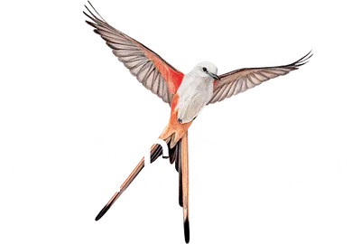Wingspan