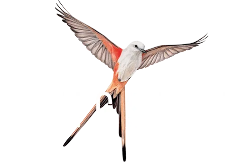 Wingspan