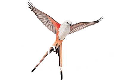 Logo — Wingspan