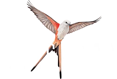 Logo — 