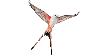 Logo — Wingspan