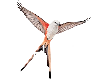 Крылья