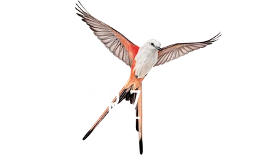 Logo — Wingspan